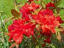 azalea Fireball
