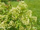 acer tataricum??