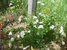 spiraea x vanhouttei