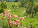 azalea Corneille si Schneegold