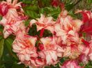 azalea Corneille