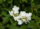 viburnum Watanabe