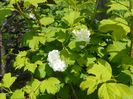 viburnum opulus Roseum
