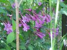 weigela Pink Princess