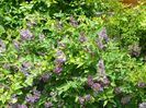 syringa Miss Kim