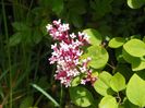 syringa Josee