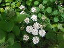 spiraea betulifolia Tor
