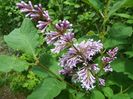 syringa josikaea