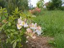 azalea Schneegold si Corneille
