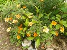 potentilla Mango Tango