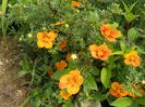 potentilla Mango Tango
