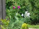 Roserai de l'Hay si iris English Cottage