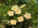 potentilla Sunset