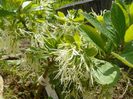 chionanthus virginicus
