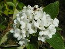 viburnum Eskimo