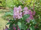 syringa Minuet