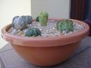 Grup de 7 Astrophytum