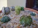 Grup de 7 Astrophytum