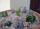 Grup de 7 Astrophytum