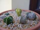 Grup de 7 Astrophytum