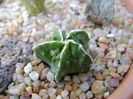 Astrophytum myriostigma cv. Fukuriyu x Marginata