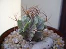 Astrophytum hb. ornatum x caput medusae