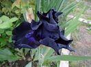 Obsidian