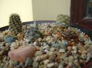 Grup de 4 Copiapoa