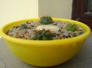 Grup de 4 Gymnocalycium