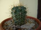 Gymnocalycium neuhuberi
