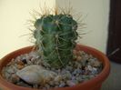 Gymnocalycium neuhuberi
