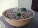 Grup de 3 Lophophora