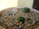 Grup de 3 Lophophora