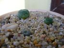 Grup de 3 Lophophora