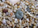Lophophora williamsii v. texana