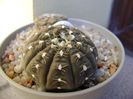 Gymnocalycium ragonesei