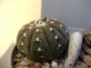 Gymnocalycium ragonesei