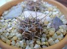 Gymnocalycium gibbosum v. nigrum