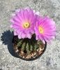 Acanthocalycium violaceum