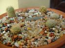 Grup de 7 Mammillaria