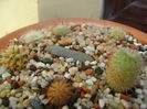 Grup de 7 Mammillaria