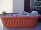 Grup de 6 Mammillaria