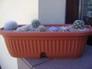 Grup de 6 Mammillaria