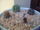 Grup de 4 Eriosyce (Neoporteria)