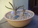 Grup de 3 Pterocactus