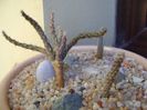 Grup de 3 Pterocactus