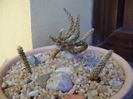Grup de 3 Pterocactus
