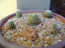 Grup de 5 Pediocactus