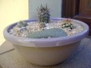 Grup de 4 Pyrrhocactus (Eriosyce)
