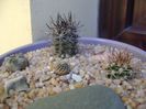 Grup de 4 Pyrrhocactus (Eriosyce)